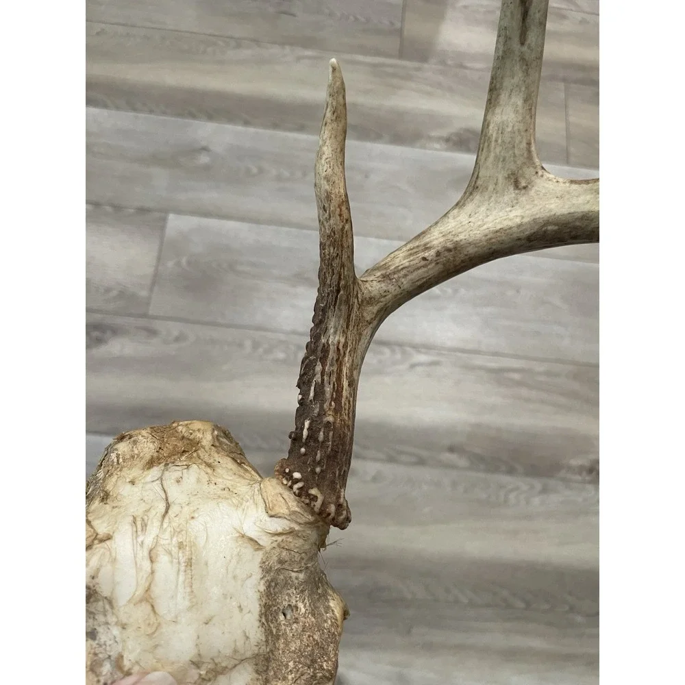 The Unbranded Brand vtg deer